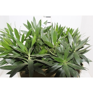 DRACENA PLEOMELE 060 CM VERDE