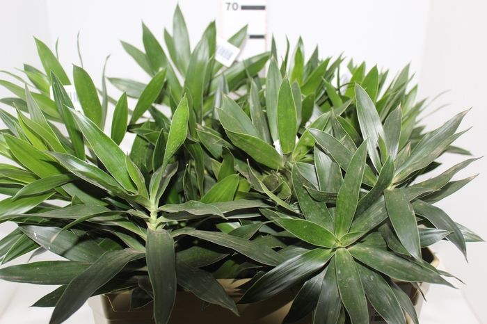 <h4>DRACENA PLEOMELE 060 CM VERDE</h4>