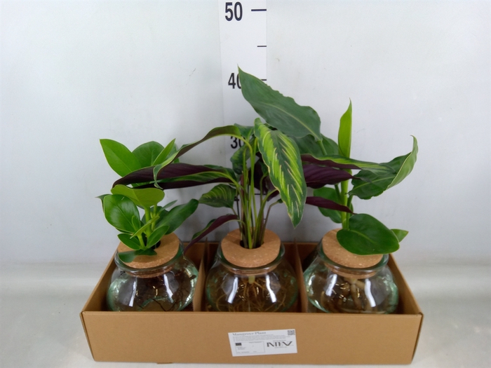 <h4>Planten  ..mix</h4>