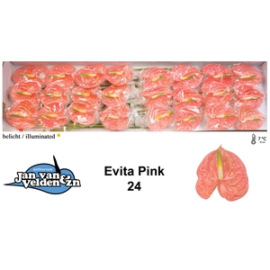 Anthurium Evita Pink