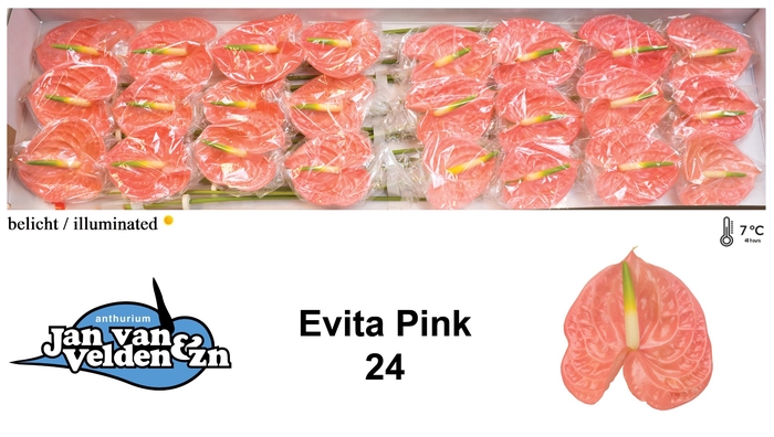 <h4>Anthurium Evita Pink</h4>