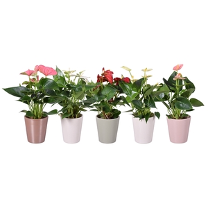 Anthurium ''XL-Flowers'' in diverse kleuren keramiek Spring Zoë