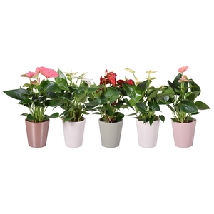 Anthurium Andreanum Grp gemengd