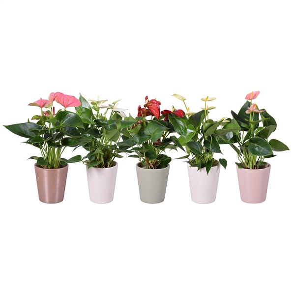 <h4>Anthurium ''XL-Flowers'' in diverse kleuren keramiek Spring Zoë</h4>