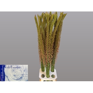 Eremurus Oase Beentjes