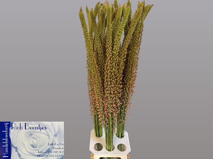 <h4>EREMURUS OASE</h4>