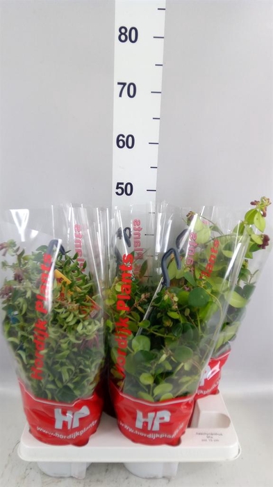 <h4>Aeschynanthus ...</h4>