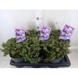 Rhododendron impeditum