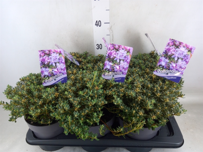 <h4>Rhododendron impeditum</h4>