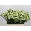 Limonium Sinuatum Starlight Wings