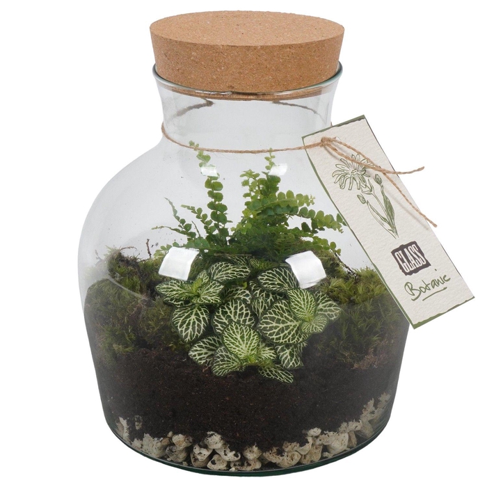 <h4>PTGIG2173 Arrangement Greens in glass in glazen terrarium</h4>