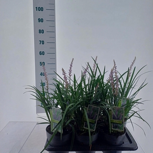 Liriope muscari