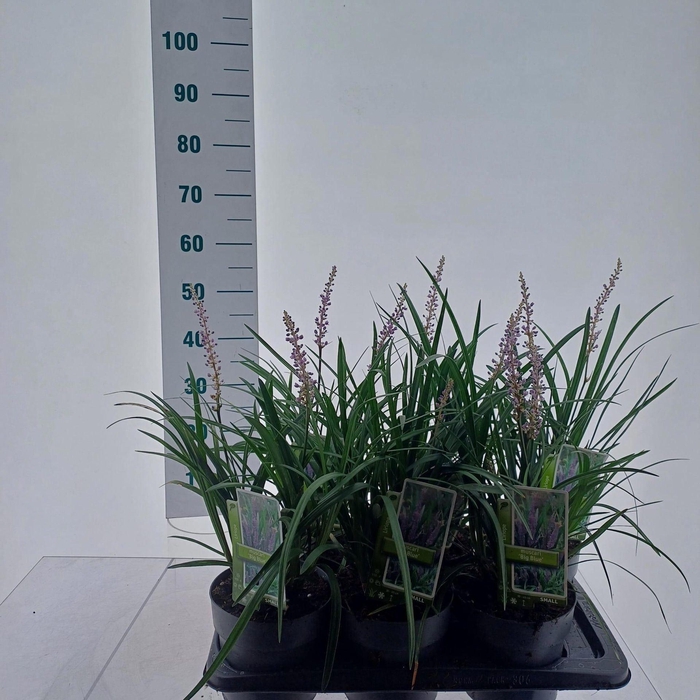 Liriope muscari