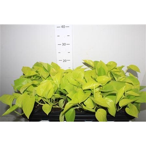 Epipr Golden Pothos