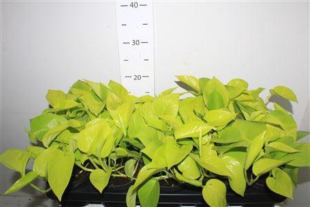 <h4>Epipr Golden Pothos</h4>
