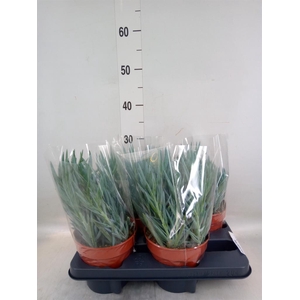 Curio ficoides 'Blues'