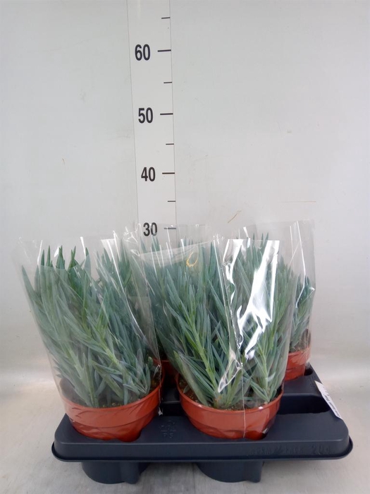 <h4>Curio ficoides 'Blues'</h4>