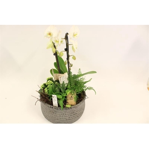 6788 KER. GREY PHALEANOP