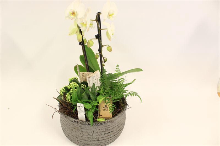 6912 KER. GREY PHALEANOP