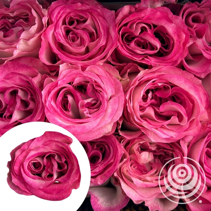 <h4>R Eq Scented Enigma</h4>