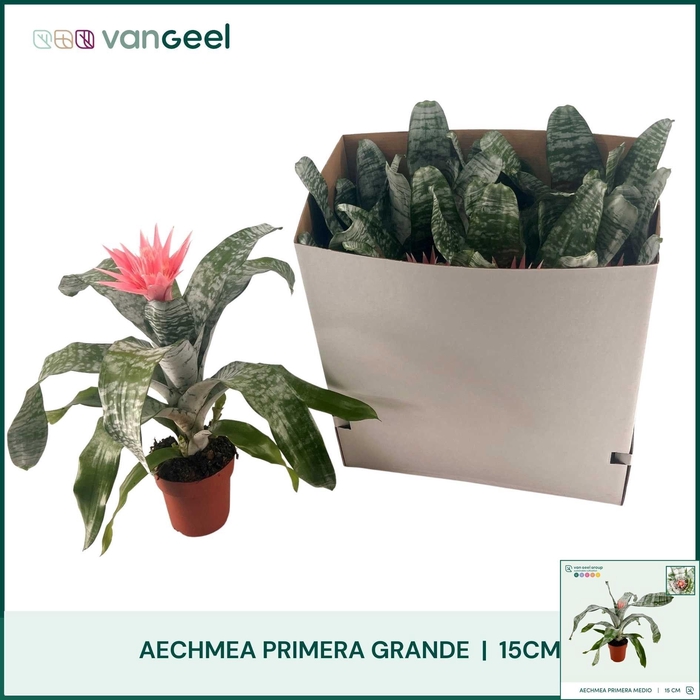 <h4>AECH FAS PRIMERA</h4>