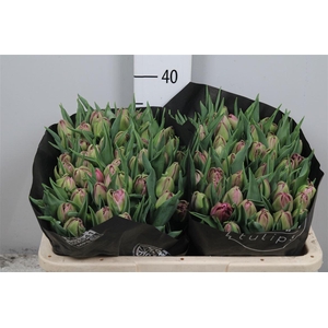 Tu Du Double Princes