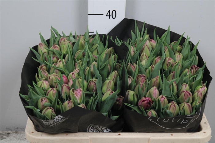 <h4>Tu Du Double Princes</h4>