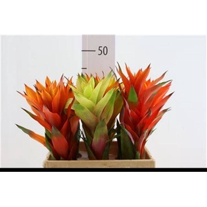 BROMELIABLOEM