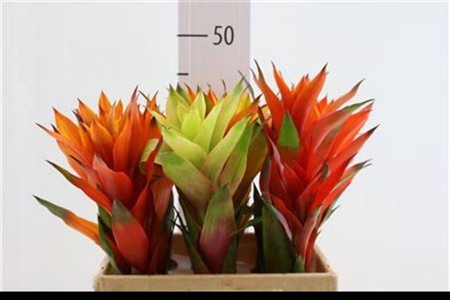 <h4>BROMELIABLOEM</h4>