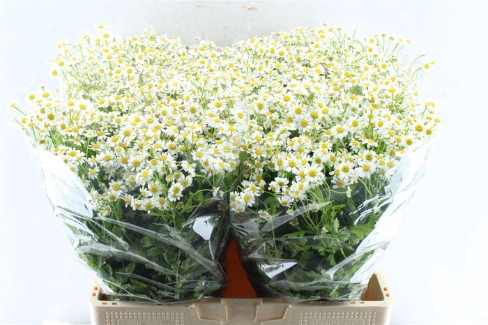 <h4>Tanacetum Pa Cameron</h4>