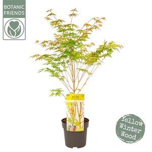 Acer palm. 'Bi hoo'