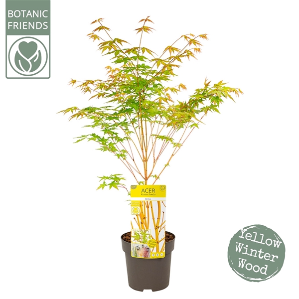 <h4>Acer palm. 'Bi hoo'</h4>