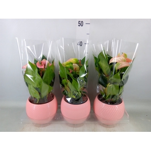 Anthurium   ...mix