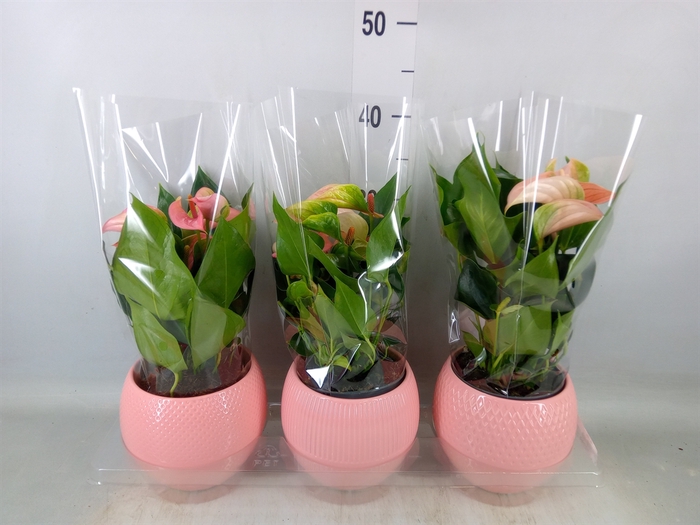 <h4>Anthurium   ...mix</h4>