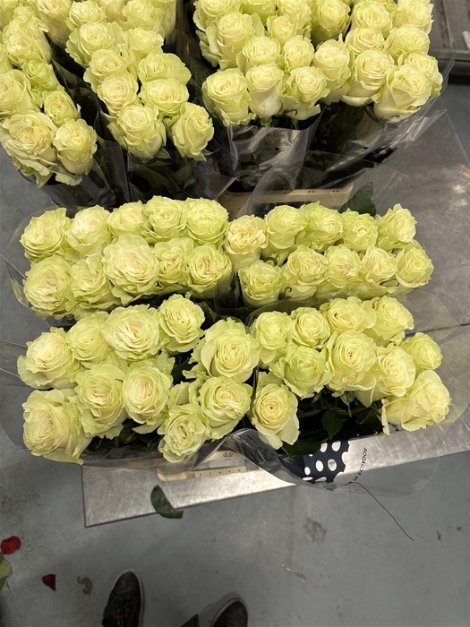 <h4>R GR Mondial X10</h4>