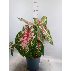 Caladium   ...