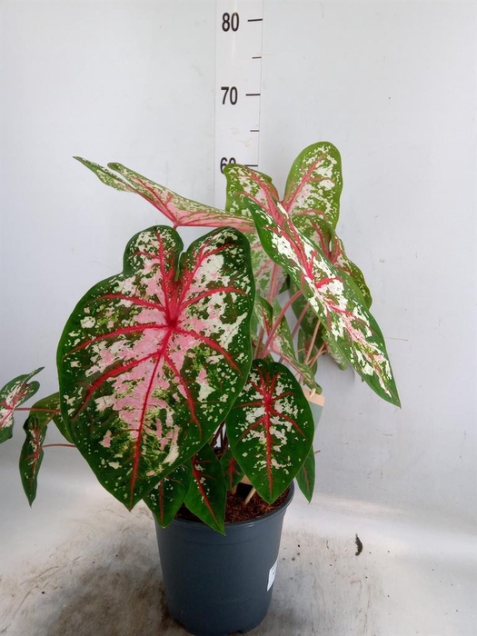 <h4>Caladium   ...</h4>