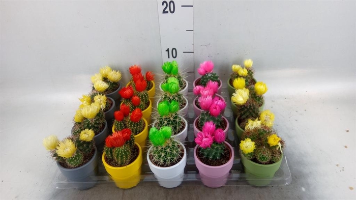 <h4>Cactus   ...decorated</h4>