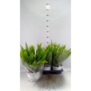 Nephrolepis exal. 'Sonata'