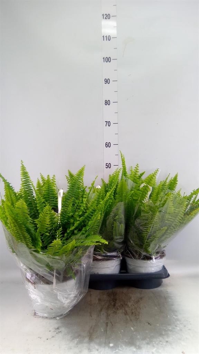 <h4>Nephrolepis exal. 'Sonata'</h4>