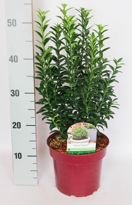 <h4>Euonymus japonicus 'Green Empire' ® C3 25-30</h4>
