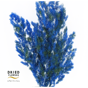 Dried Bleached Asparagus Retrofractus Smash Color