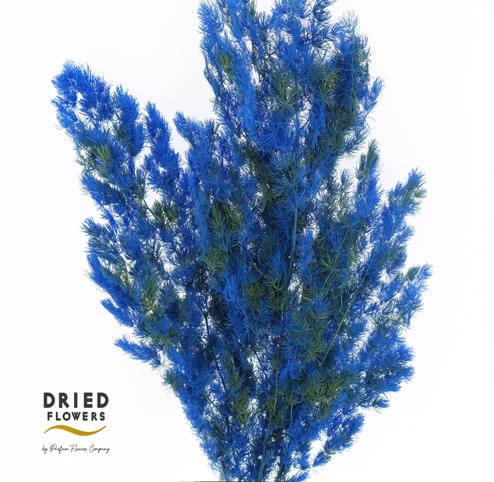 <h4>Dried Bleached Asparagus Retrofractus Smash Color</h4>