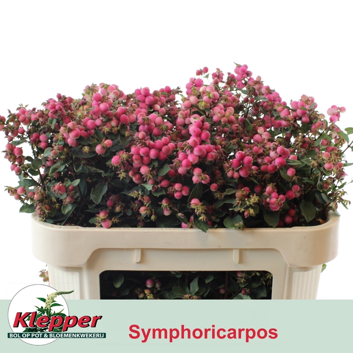 <h4>SYMPHO MAG RUBY FALL</h4>