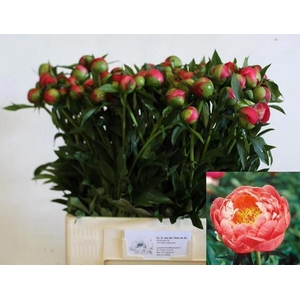PAEONIA CORAL CHARM