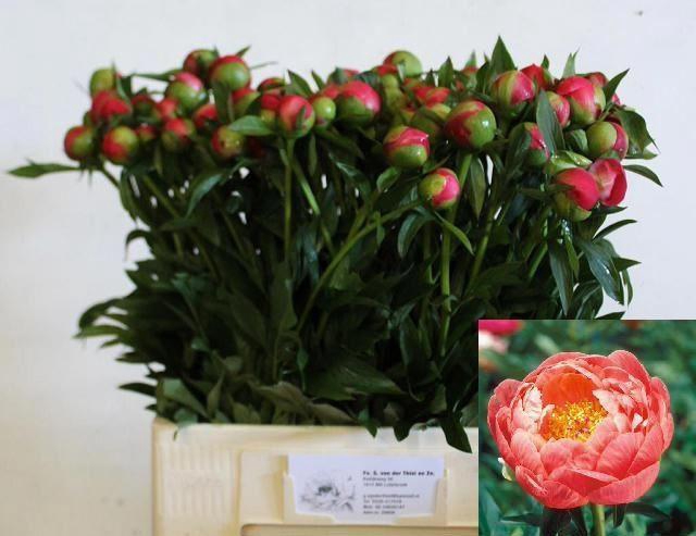 <h4>PAEONIA CORAL CHARM</h4>
