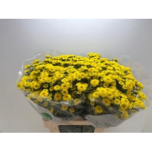 CHR SAN CALIM YELLOW