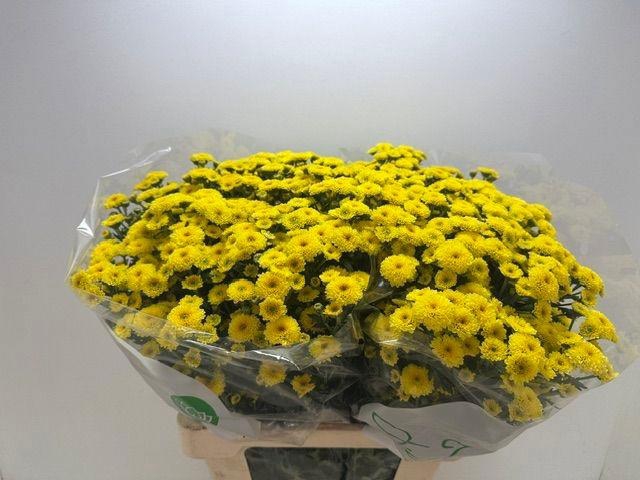 <h4>CHR SAN CALIM YELLOW</h4>