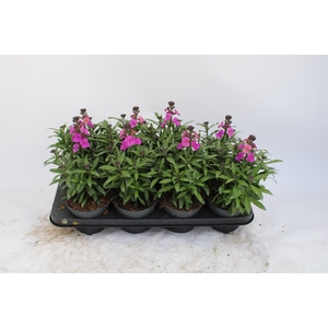 Erysimum 'purple glow