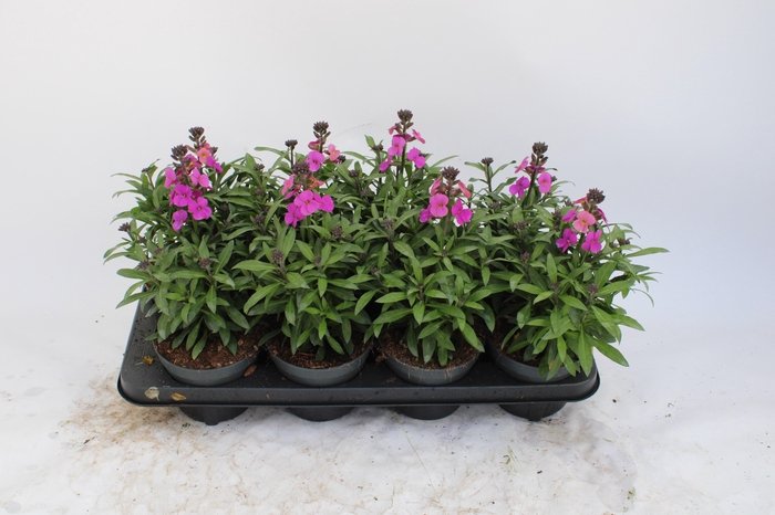 <h4>Erysimum 'purple glow</h4>